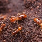 how-much-does-termite-treatment-cost-in-2026-1