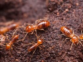 how-much-does-termite-treatment-cost-in-2026-1