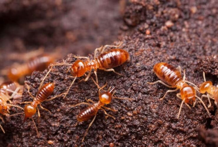 how-much-does-termite-treatment-cost-in-2026-1