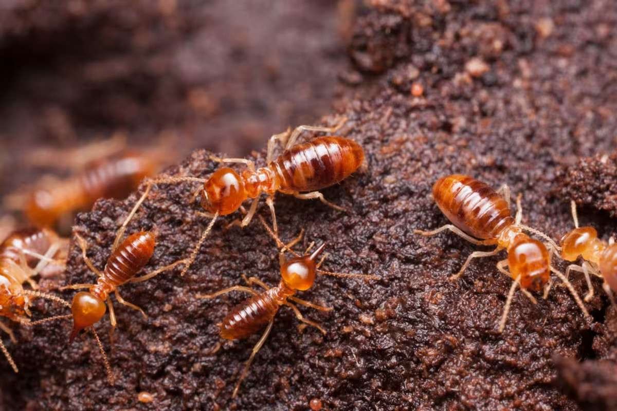 how-much-does-termite-treatment-cost-in-2026-1