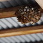 how-much-does-wasp-nest-removal-cost-in-2026-1