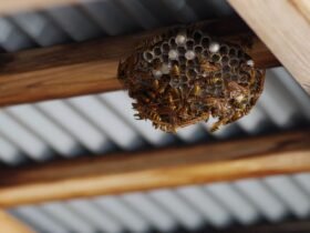 how-much-does-wasp-nest-removal-cost-in-2026-1