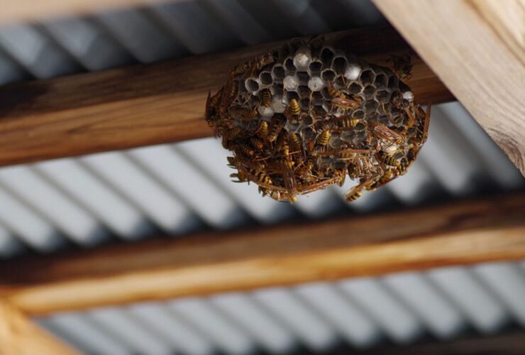 how-much-does-wasp-nest-removal-cost-in-2026-1