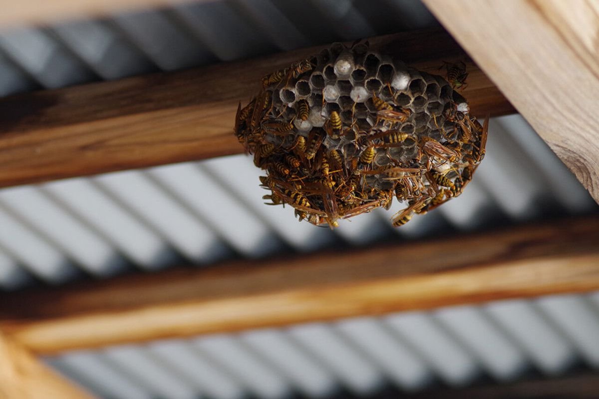 how-much-does-wasp-nest-removal-cost-in-2026-1