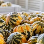 how-squash-helps-build-a-healthier-daily-routine-1