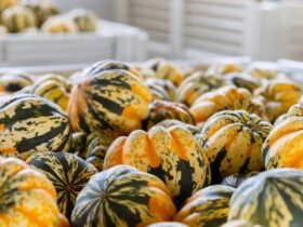 how-squash-helps-build-a-healthier-daily-routine-1