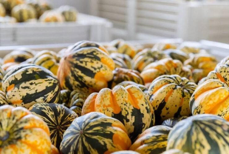 how-squash-helps-build-a-healthier-daily-routine-1