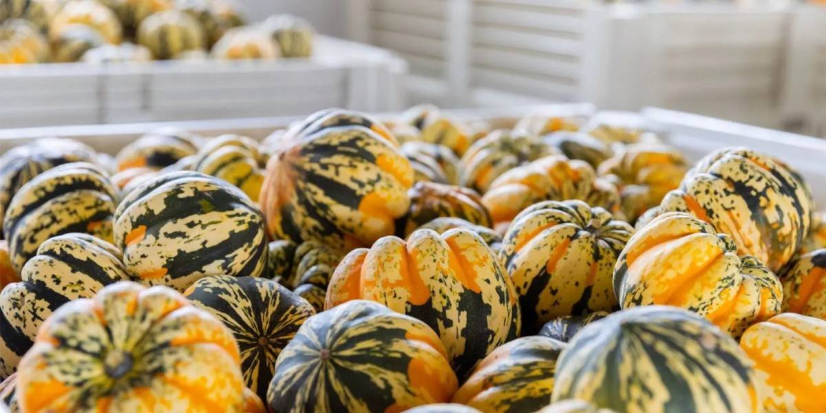 how-squash-helps-build-a-healthier-daily-routine-1