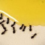 how-to-get-rid-of-ants-in-your-kitchen-1