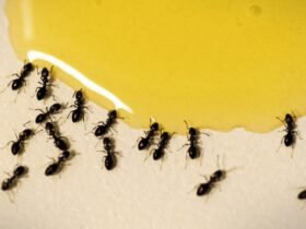 how-to-get-rid-of-ants-in-your-kitchen-1