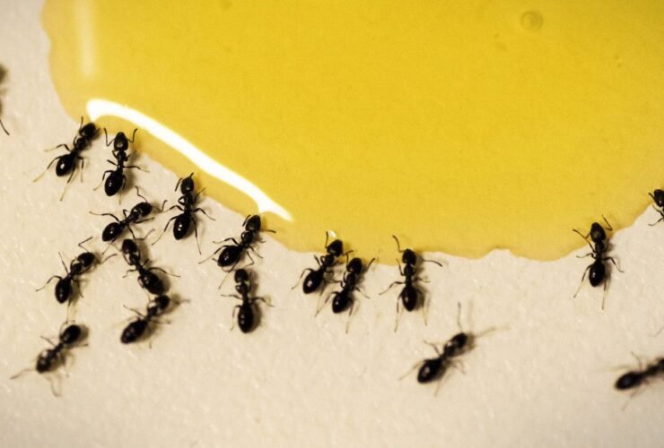 how-to-get-rid-of-ants-in-your-kitchen-1