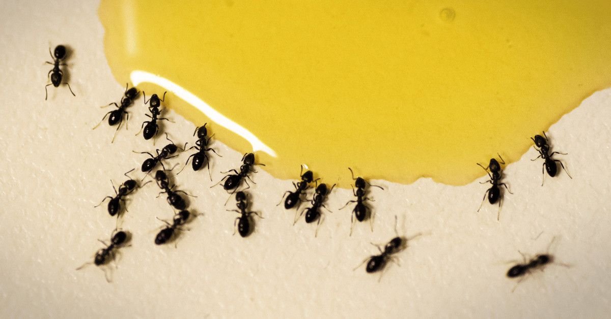 how-to-get-rid-of-ants-in-your-kitchen-1