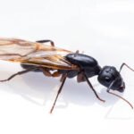 how-to-naturally-get-rid-of-carpenter-ants-without-1