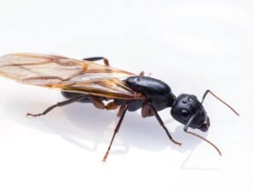 how-to-naturally-get-rid-of-carpenter-ants-without-1