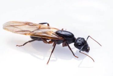 how-to-naturally-get-rid-of-carpenter-ants-without-1