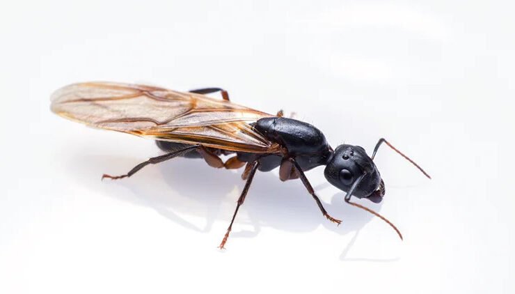 how-to-naturally-get-rid-of-carpenter-ants-without-1