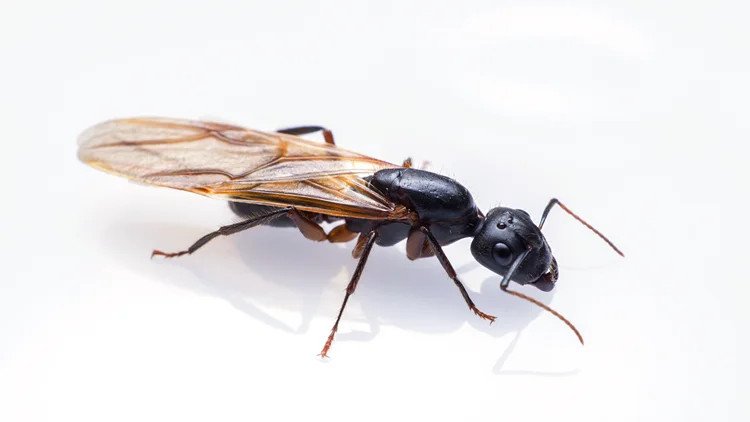 how-to-naturally-get-rid-of-carpenter-ants-without-1