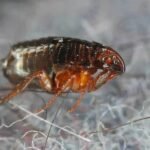 pet-safe-flea-treatment-for-your-house-what-actual-1