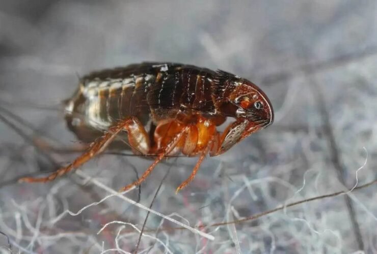 pet-safe-flea-treatment-for-your-house-what-actual-1