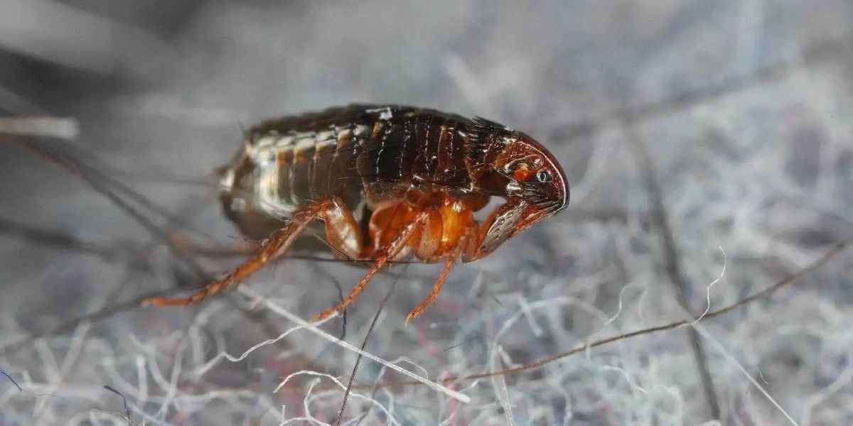 pet-safe-flea-treatment-for-your-house-what-actual-1
